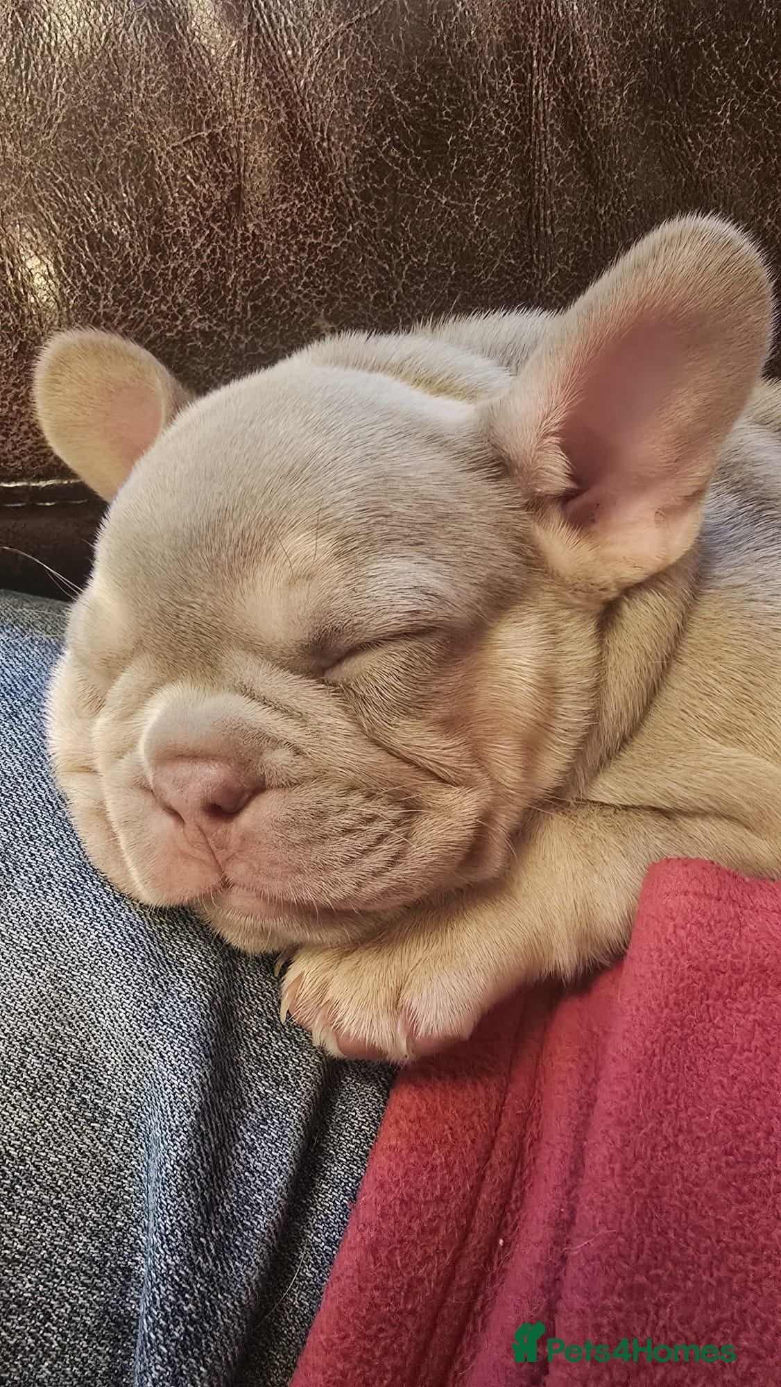 French Bulldog dogs Excellent quality Frenchie - Advert 1