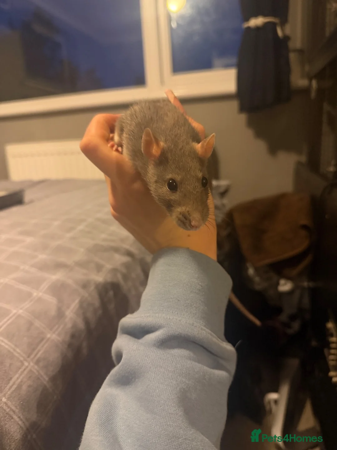 Rat rodents for sale: 3 female Rats - Advert 2