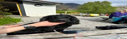 Cocker Spaniel dogs for stud: KC registered Working Cocker spaniel for stud  in Whitehaven - Advert 5