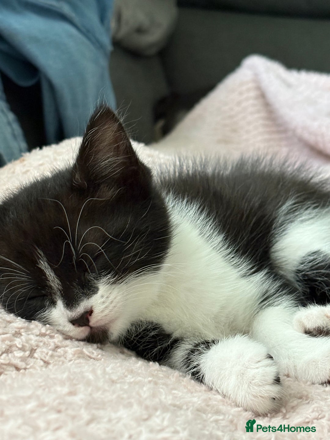 Mixed Breed cats for sale: Theee kittens for sale - Image 11