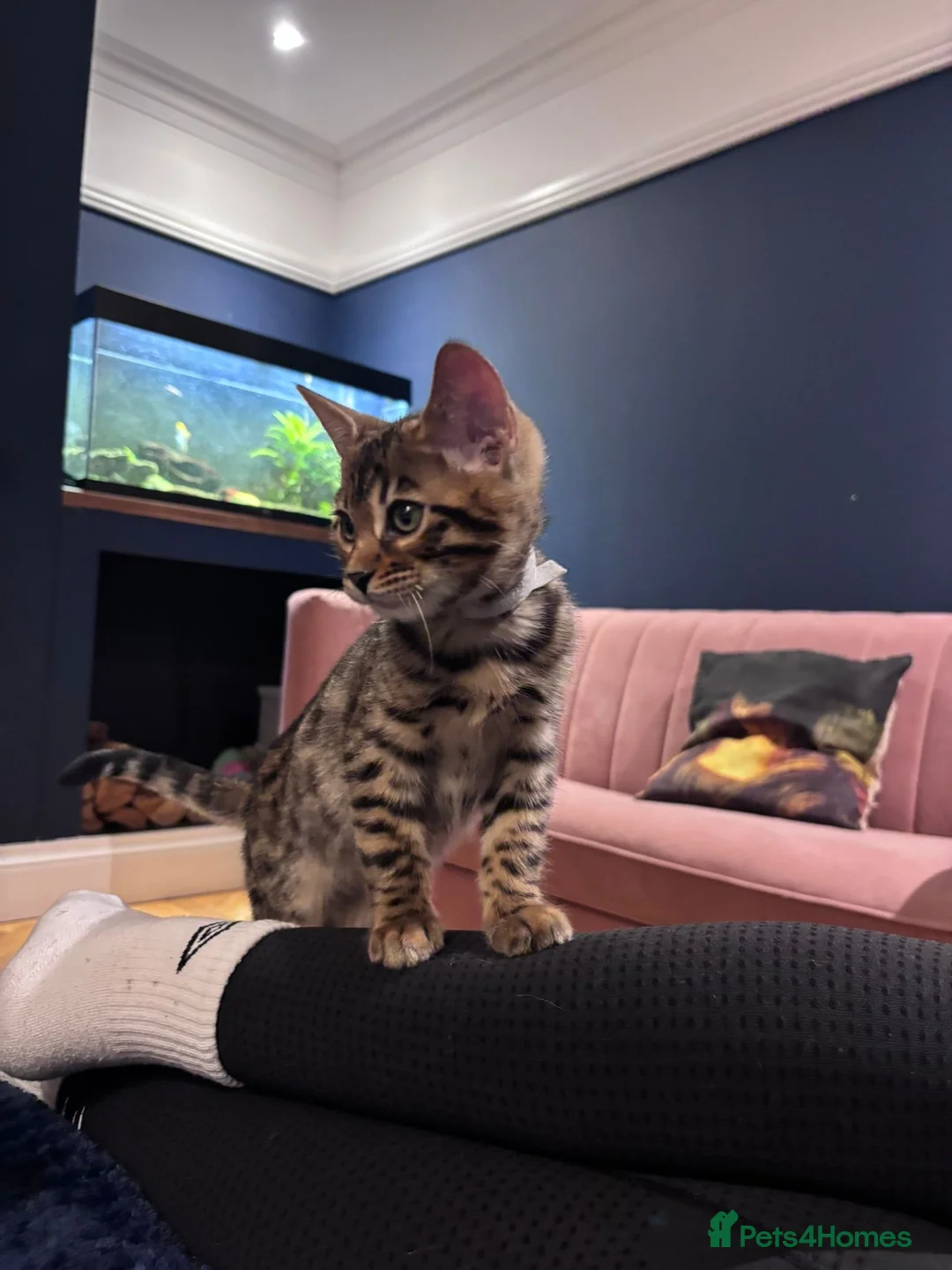 Bengal cats for sale: Pure bread Bengals - Advert 17
