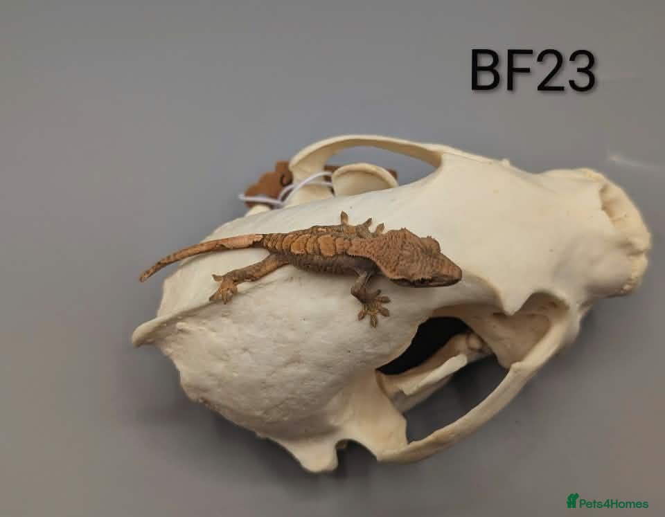 Gecko reptiles Red harlequin crested gecko  - Advert 1