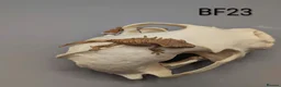 Gecko reptiles for sale: Red harlequin crested gecko  - Advert 1