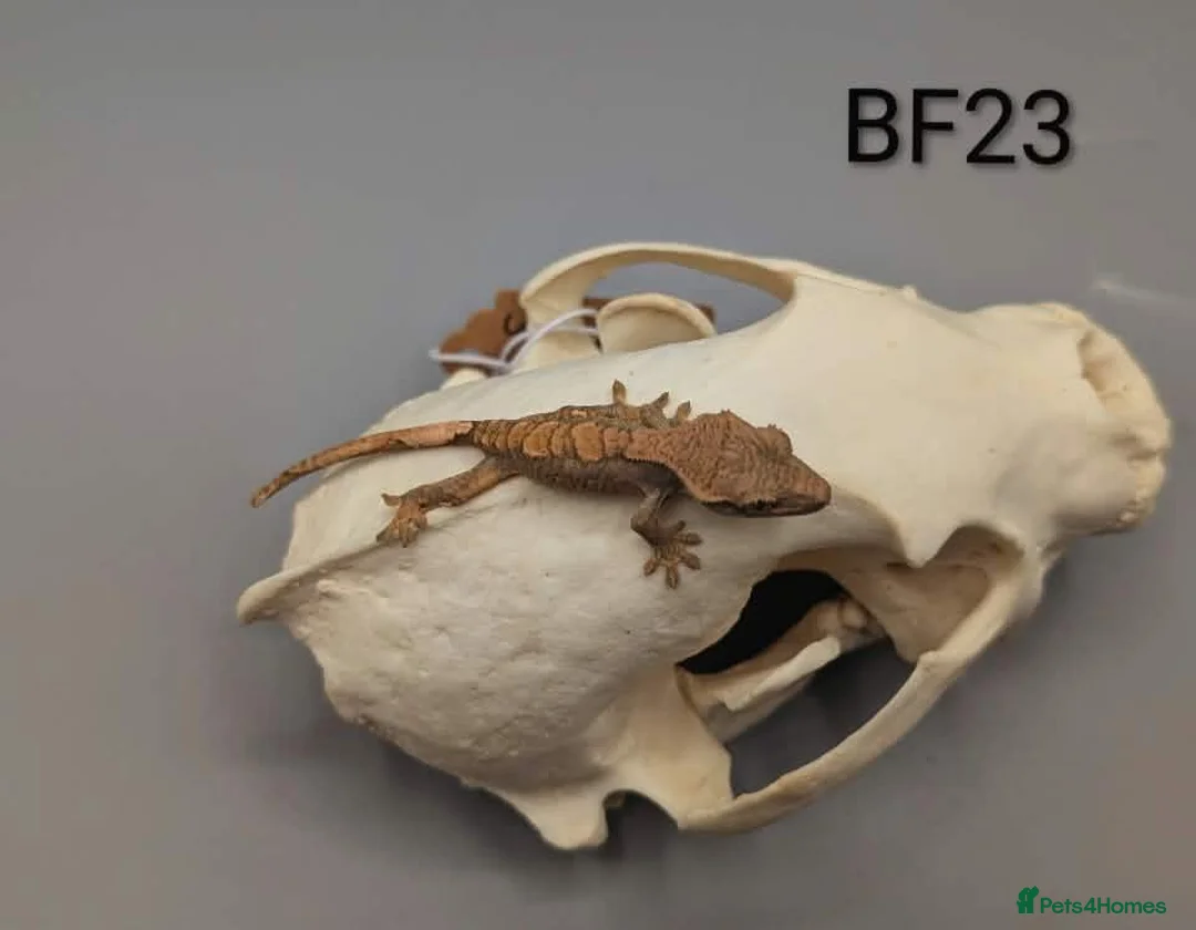 Gecko reptiles for sale: Red harlequin crested gecko  - Advert 1