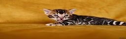 Bengal cats for sale: 6 stunning Bengal kittens, possibly our best yet! - Advert 12