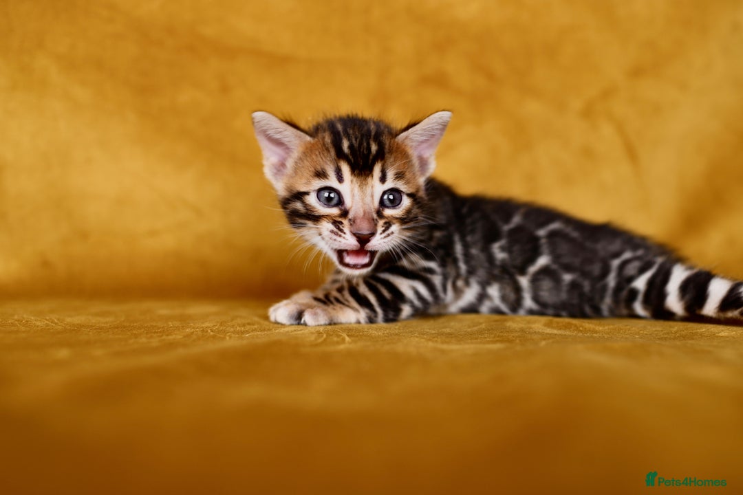 Bengal cats for sale: 6 stunning Bengal kittens, possibly our best yet! - Image 4