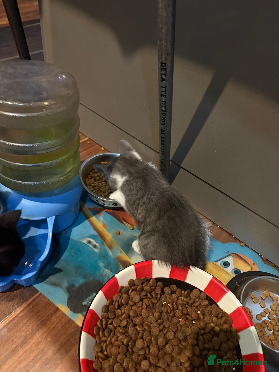 Domestic Shorthair cats for sale: Forever homes needed  - Image 13