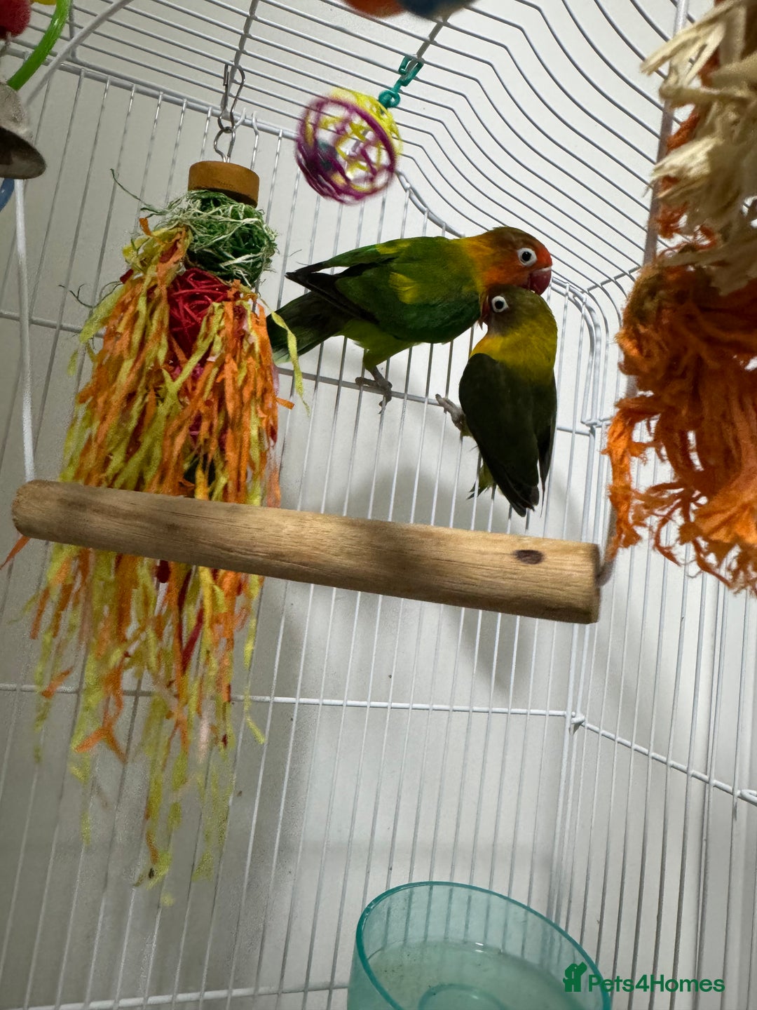 Lovebirds birds for sale: Lovely lovebirds  - Advert 2