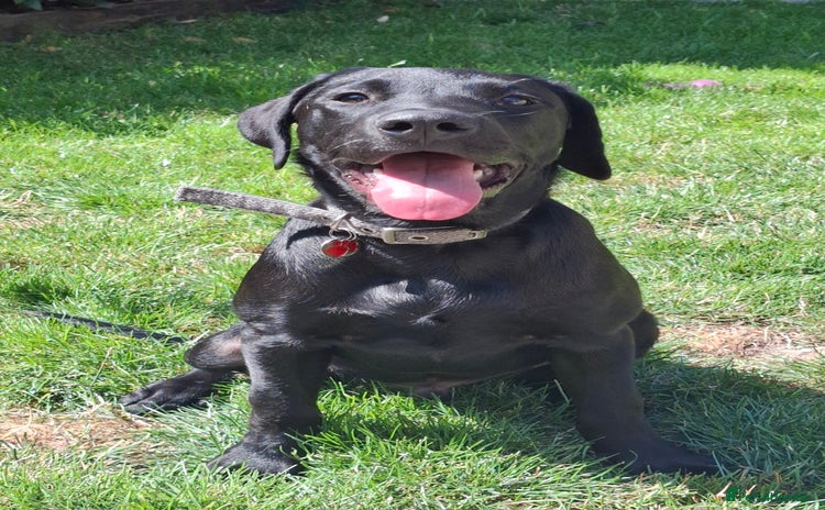 Labrador Retriever dogs - Advert 1