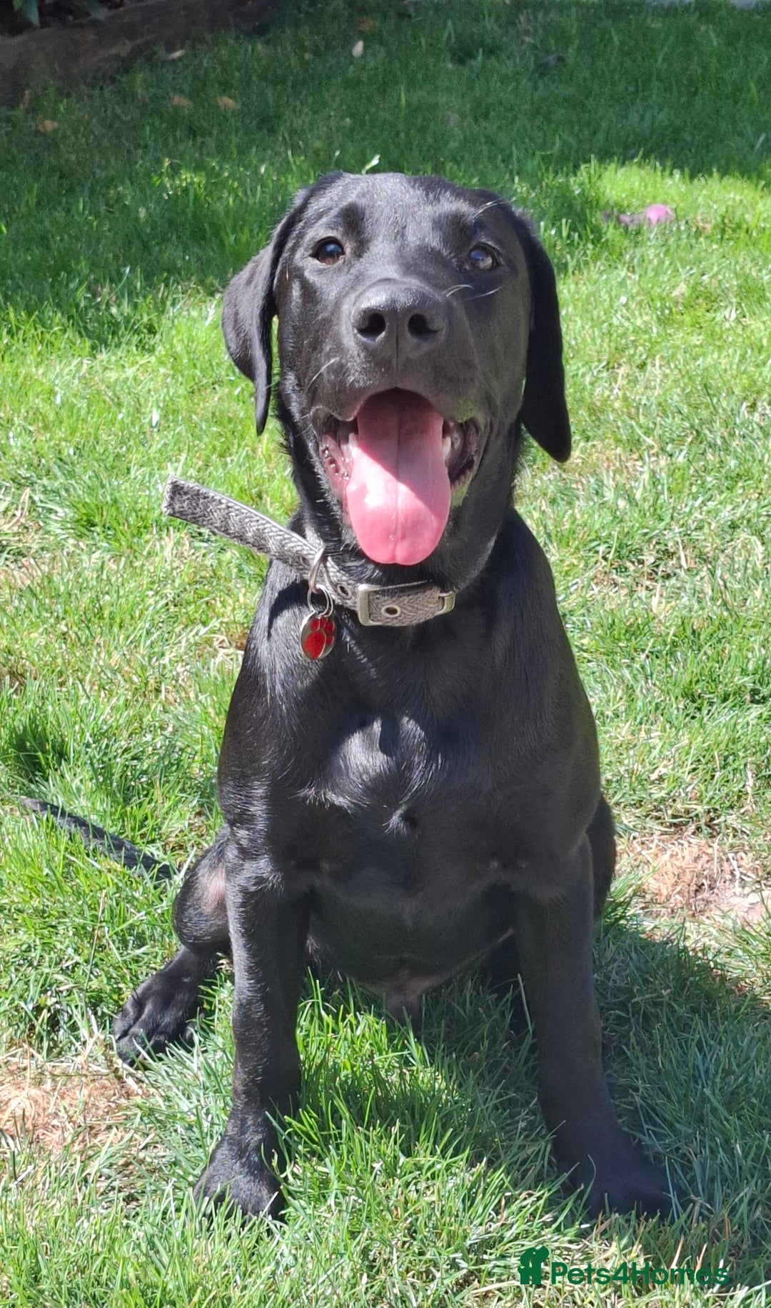 Labrador Retriever dogs for adoption: Gorgeous Lab Puppy for adoption - Image 1