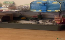 Lionhead rabbits for sale: Baby Lion head and Rex for sale!  - Image 14