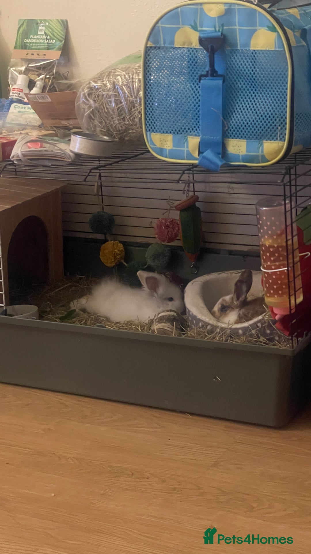 Lionhead rabbits for sale: Baby Lion head and Rex for sale!  - Image 14