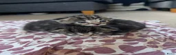 Mixed Breed cats for sale: 3 lovely playful friendly kittens  in Chichester - Advert 7