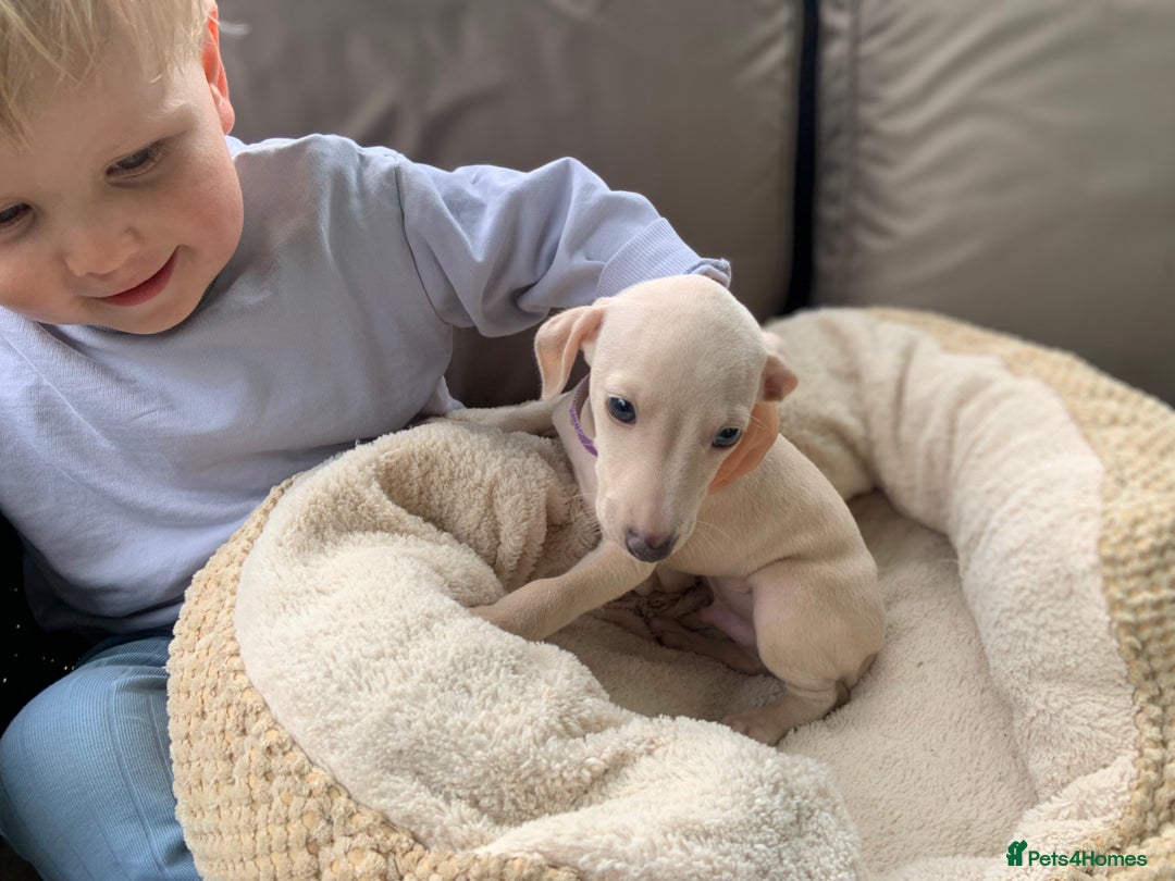 Italian Greyhound dogs for sale: Italian greyhound puppies KC reg European Lineage in Leeds - Image 24