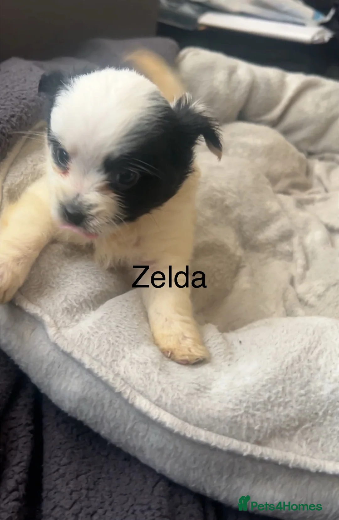 Biewer Terrier dogs for sale: Beautiful Biewer terrier puppies for sale  - Advert 17