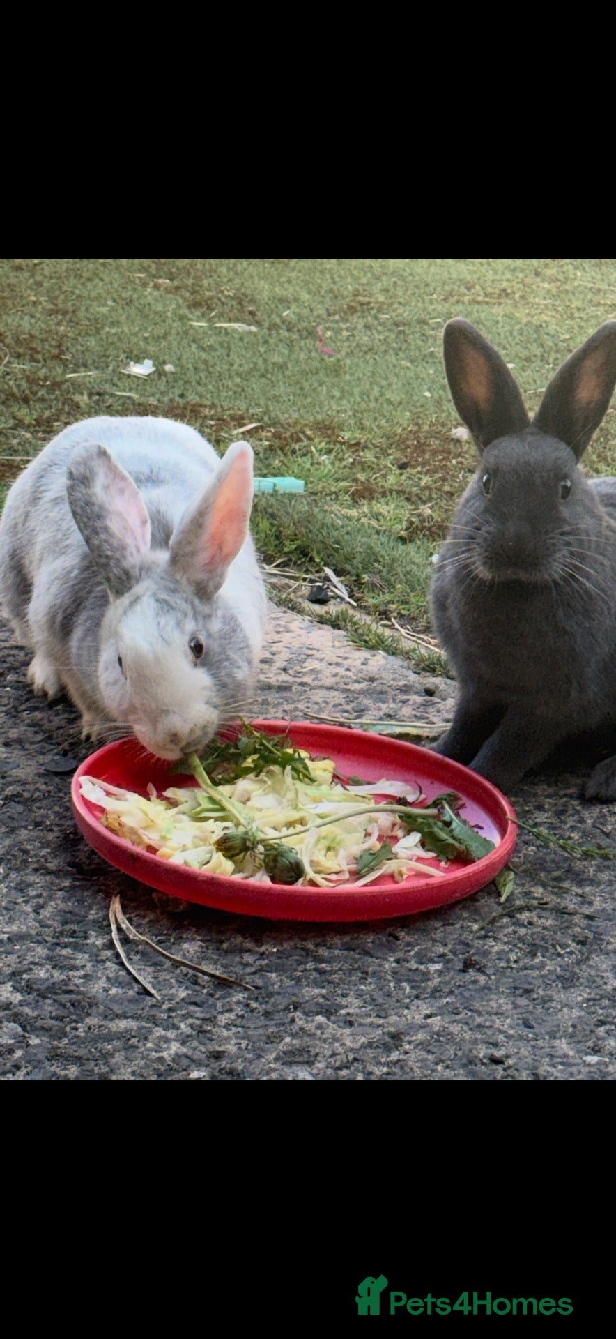 Mixed Breed rabbits 2 x male rabbits  - Advert 6