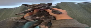 Cow