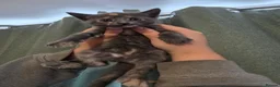 Mixed Breed cats for sale: 3 beautiful playful kittens for sale. in Farnborough - Advert 5