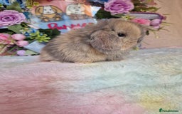 Mini Lop rabbits for sale: Pure bred minilops - Image 4
