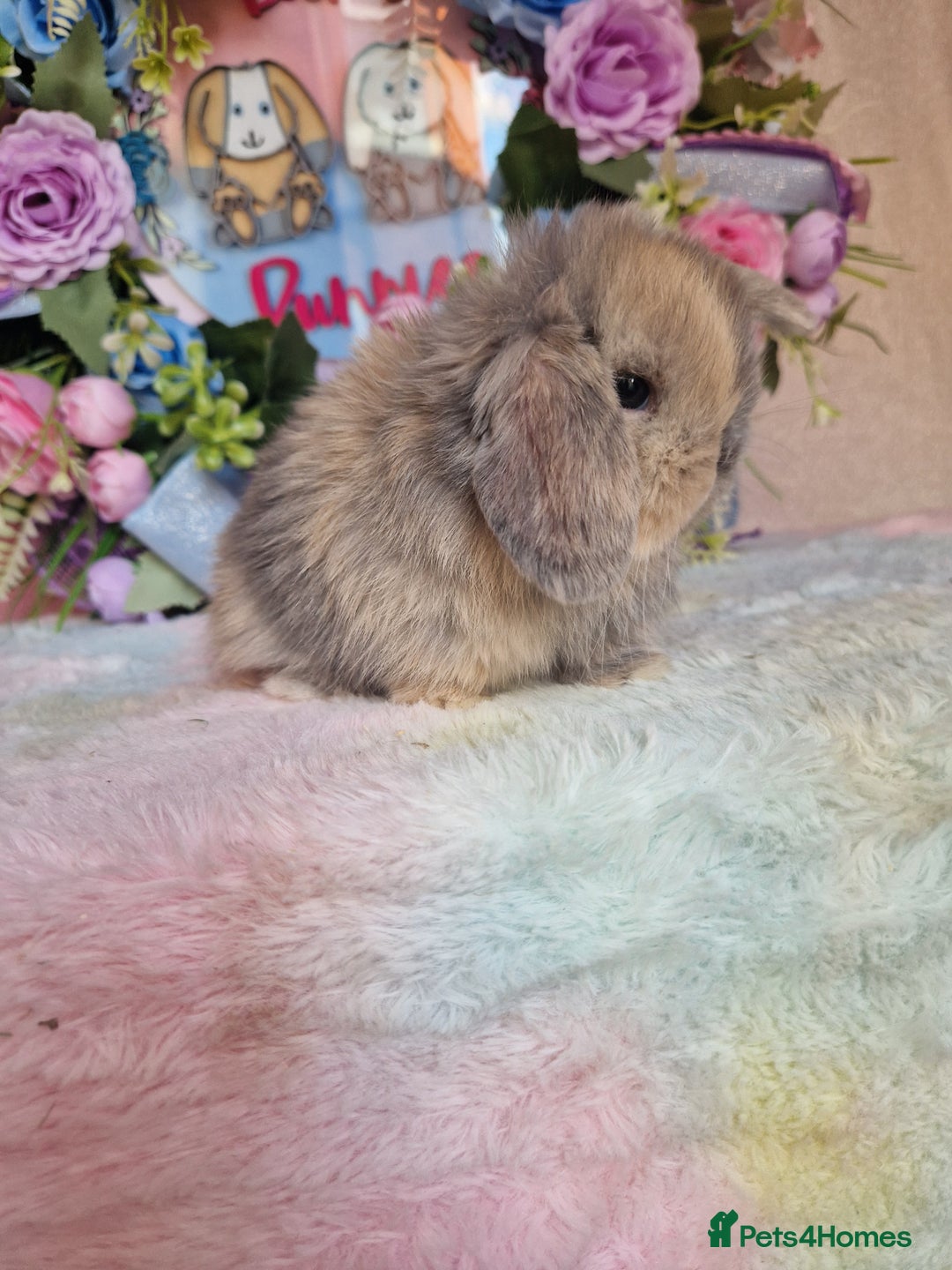 Mini Lop rabbits for sale: Pure bred minilops - Image 4