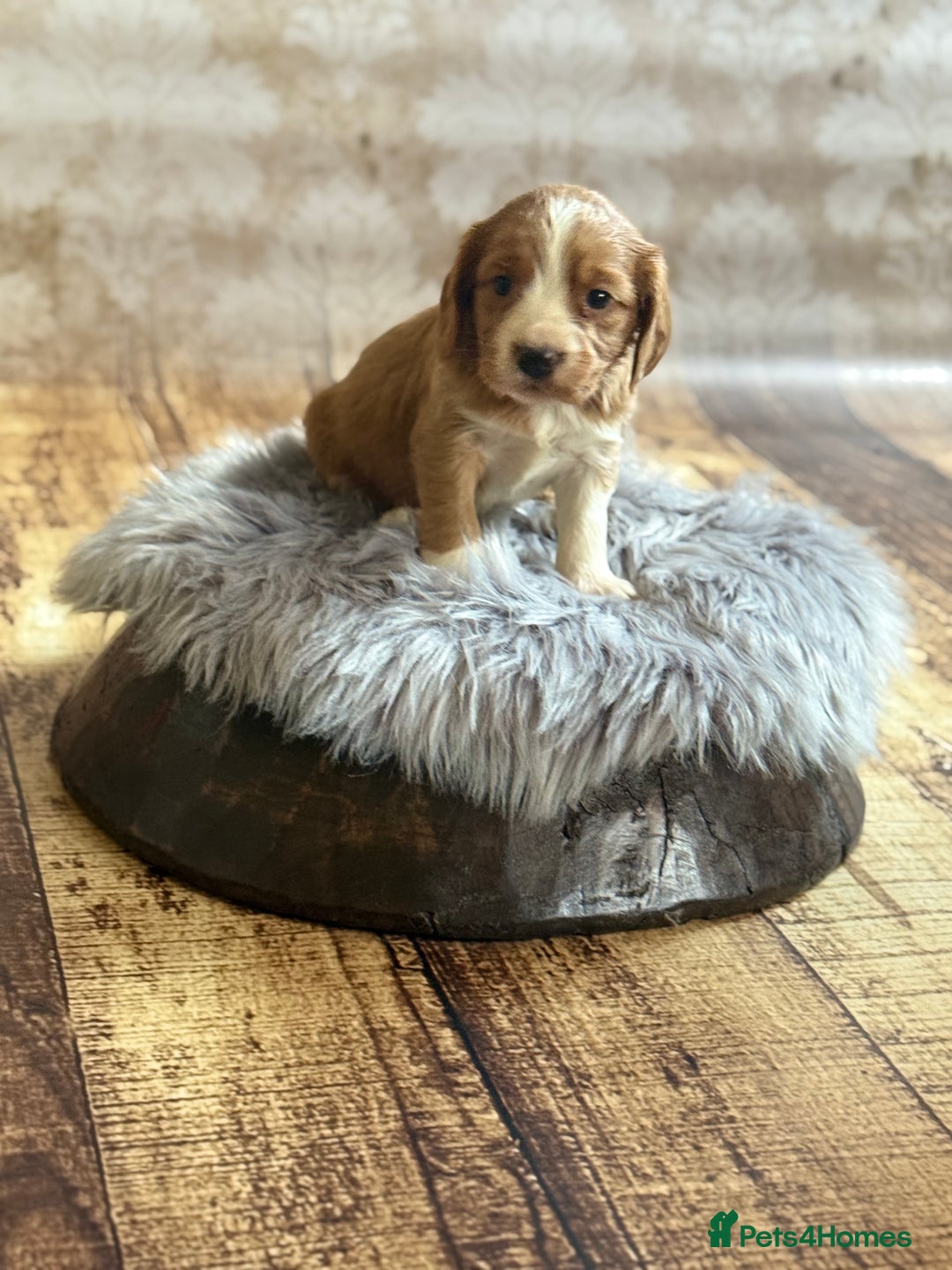 Cocker Spaniel dogs for sale: Stunning litter of cocker spaniel pups  - Advert 8