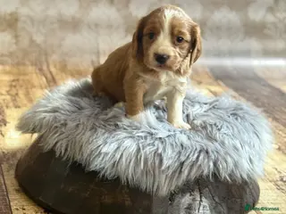 Cocker Spaniel dogs Stunning working cocker spaniel 2 boy pups left - Advert 3