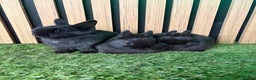 Netherland Dwarf rabbits for sale: 3 Black self Netherland Dwarf babies for sale - Advert 1