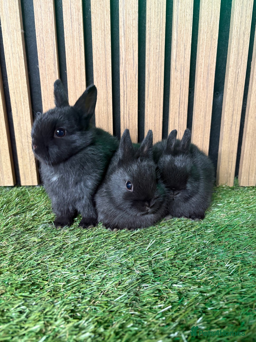 Netherland Dwarf rabbits for sale: 3 Black self Netherland Dwarf babies for sale - Advert 1