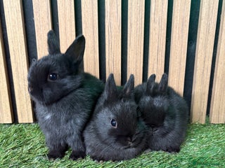Netherland Dwarf rabbits 3 Black self Netherland Dwarf babies for sale - Advert 3