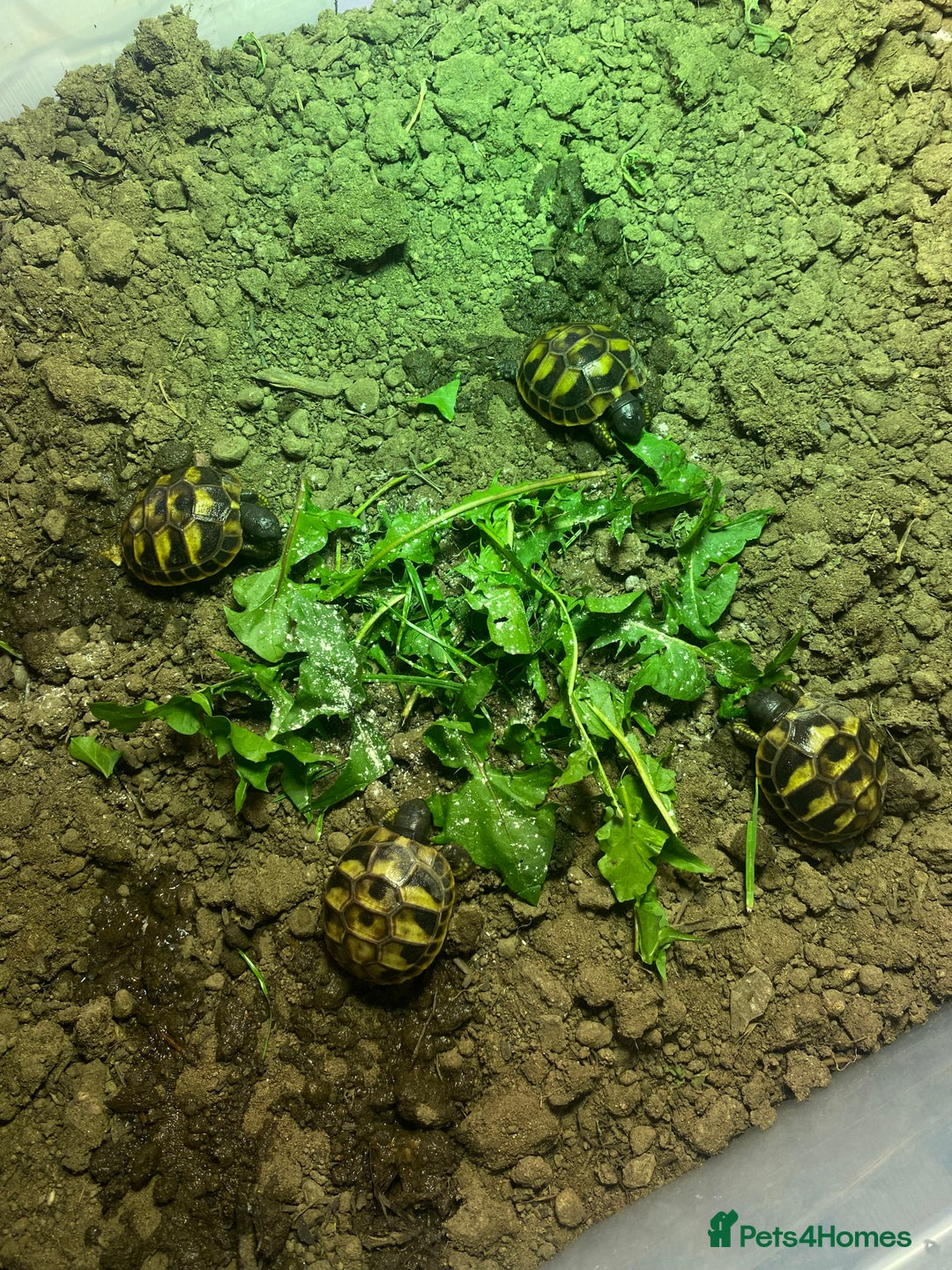 Hermann Tortoise reptiles for sale: Herman tortoises  - Advert 6