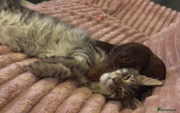 Maine Coon cats for sale: 7 month old Maine coon  - Image 7