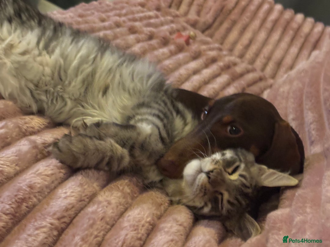 Maine Coon cats for sale: 7 month old Maine coon  - Image 7
