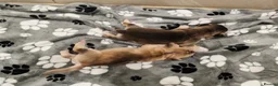Mixed Breed dogs for sale: Dakota Sport Retrievers - Advert 30
