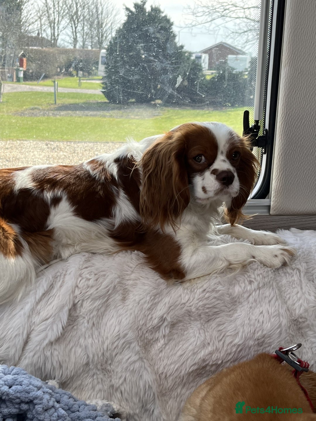 Cavalier King Charles Spaniel dogs for stud: Chocolate KC Health Tested Blenheim Stud - Advert 13