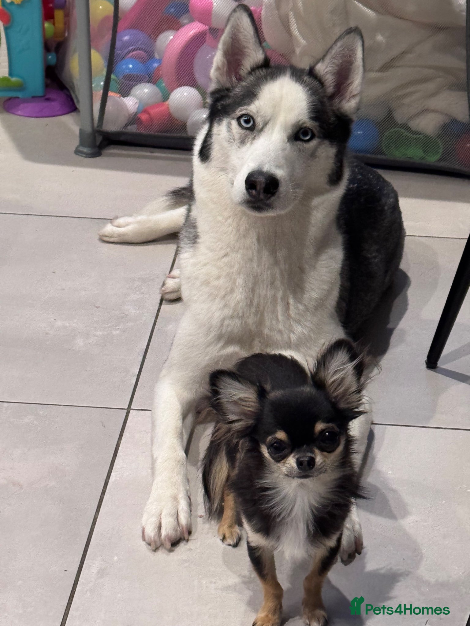 Siberian Husky dogs Siberian Husky  - Advert 2