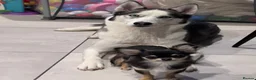 Siberian Husky dogs for sale: Siberian Husky  - Advert 2