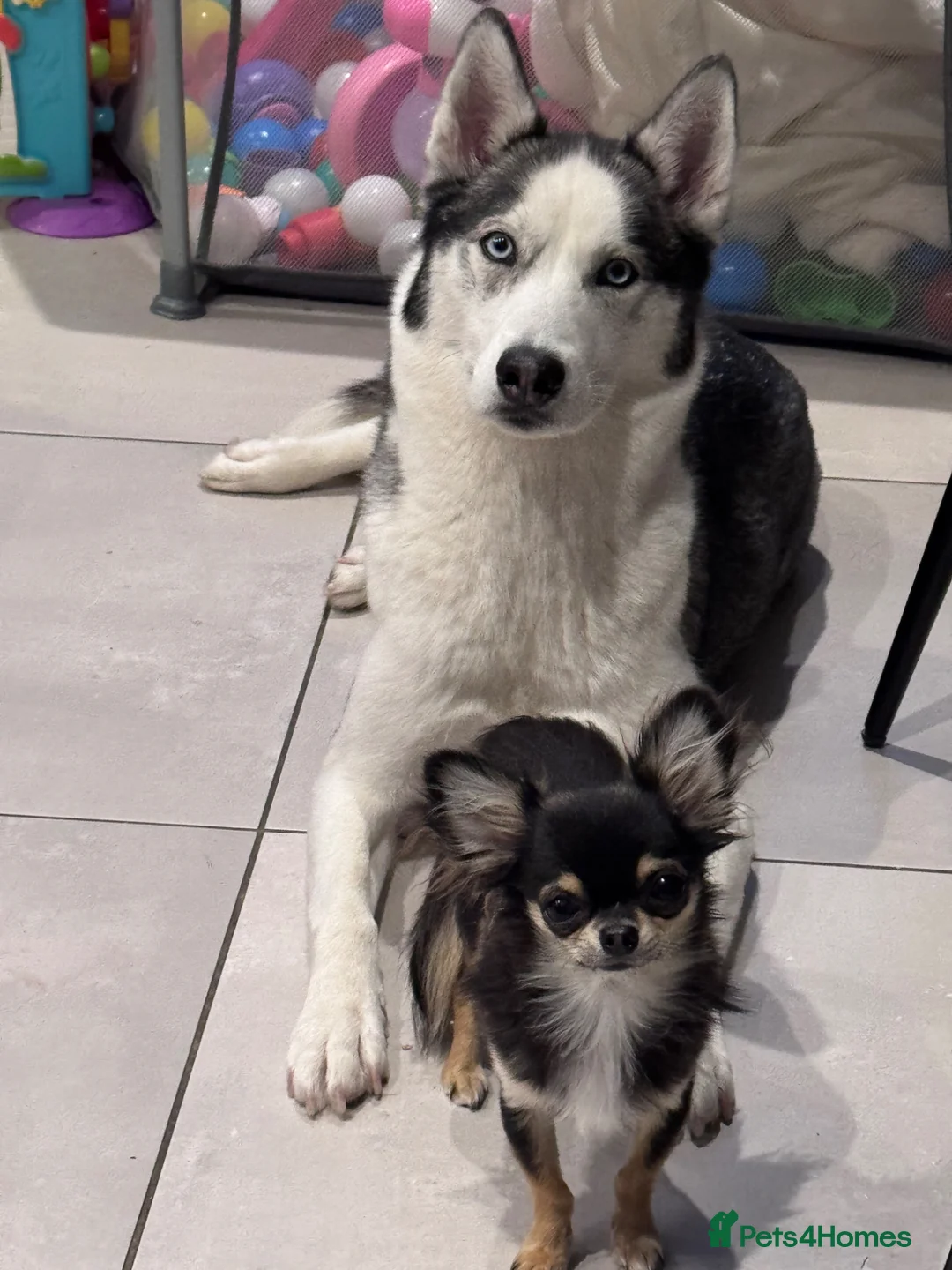 Siberian Husky dogs for sale: Siberian Husky  - Advert 2