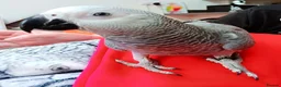 Parrots birds for sale: Male African grey parrot  - Advert 1