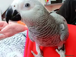 Parrots birds Male African grey parrot - Advert 10
