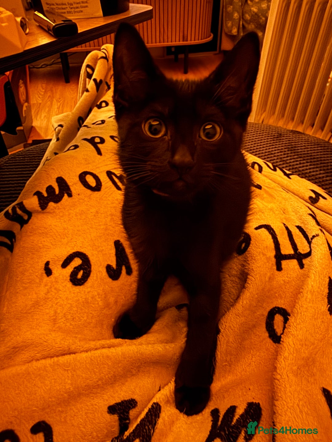 Mixed Breed cats for sale: Melanistic bengals/siamese’s (bengalese) - Advert 23