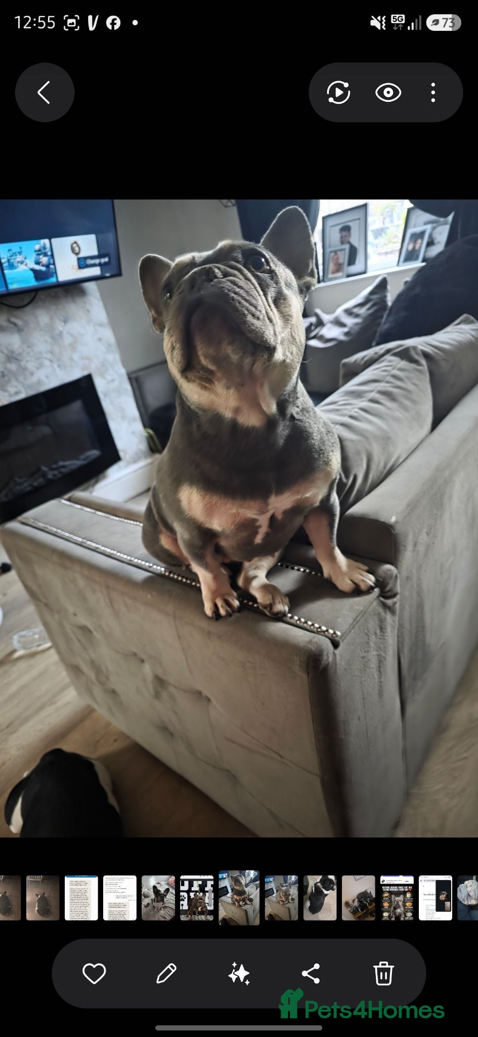 French Bulldog dogs Female frenchbulldog  - Advert 9
