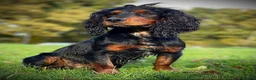 Cocker Spaniel dogs for stud: Black and tan cocker stud at Kellandbrook Gundogs  in Crediton - Advert 7