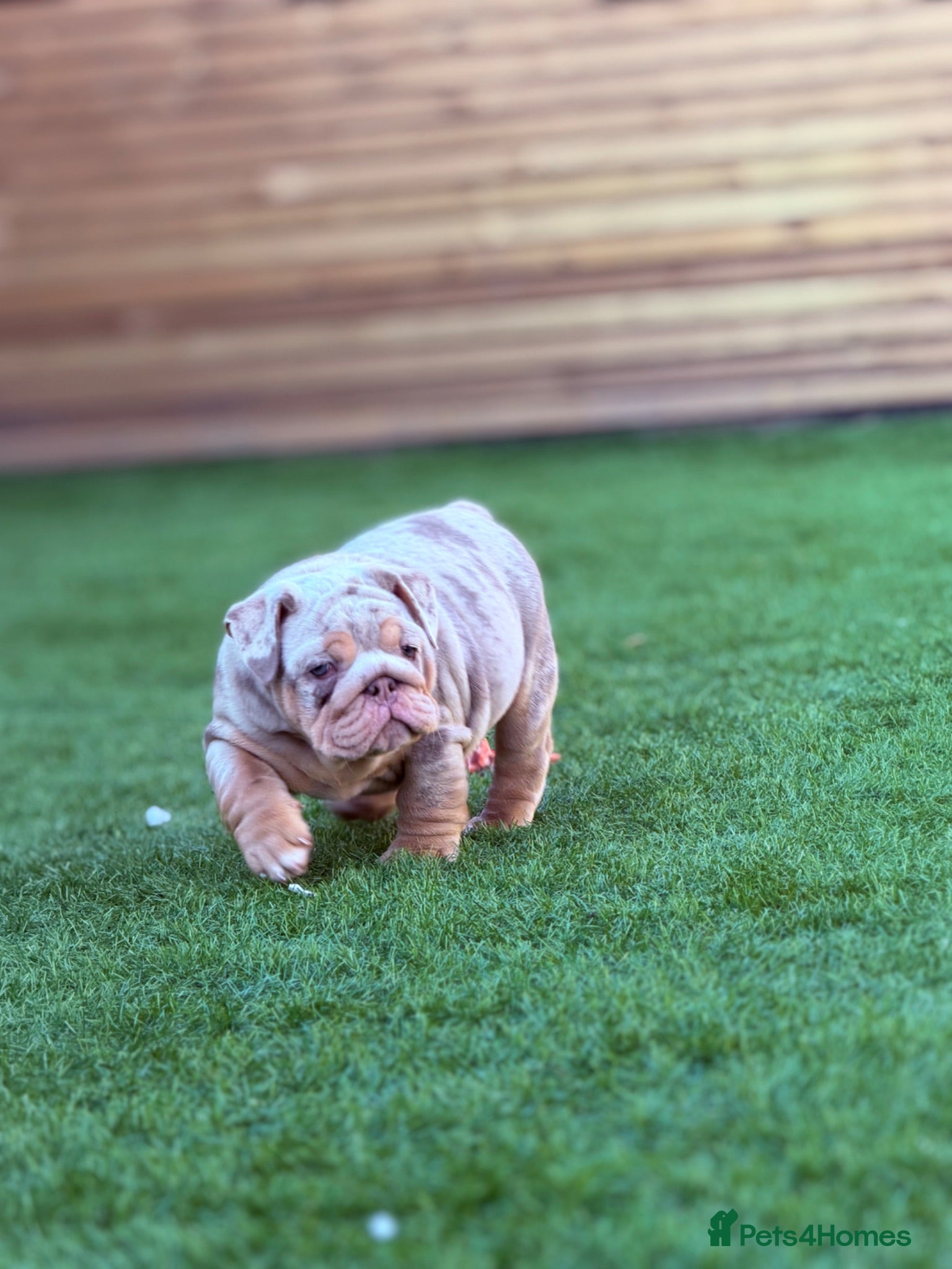 English Bulldog dogs 🔥 Epic Bullyz Major Daughter X Posher Turkish 🔥  - Advert 2