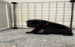 Staffordshire Bull Terrier dogs for sale: Staffy puppies looking for their forever homes - Image 17