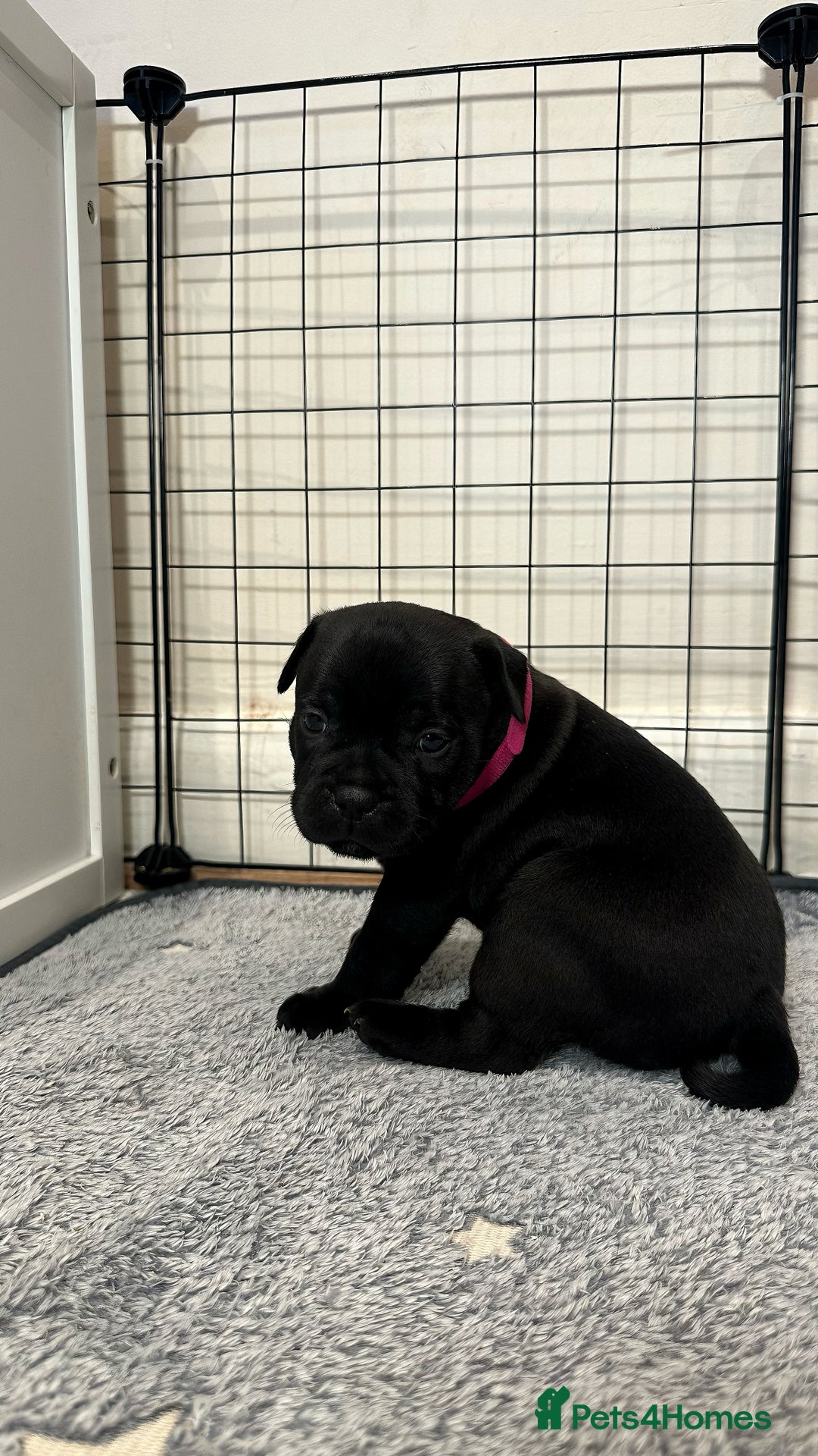 Staffordshire Bull Terrier dogs for sale: Staffy puppies looking for their forever homes - Image 17