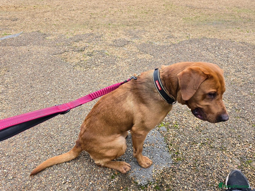 Labrador Retriever dogs for stud: 🐾 Fox Red Labrador Available for Stud 🐾 - Image 4
