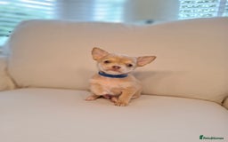 Chihuahua dogs for sale: Chihuahua puppies for sale - Image 15