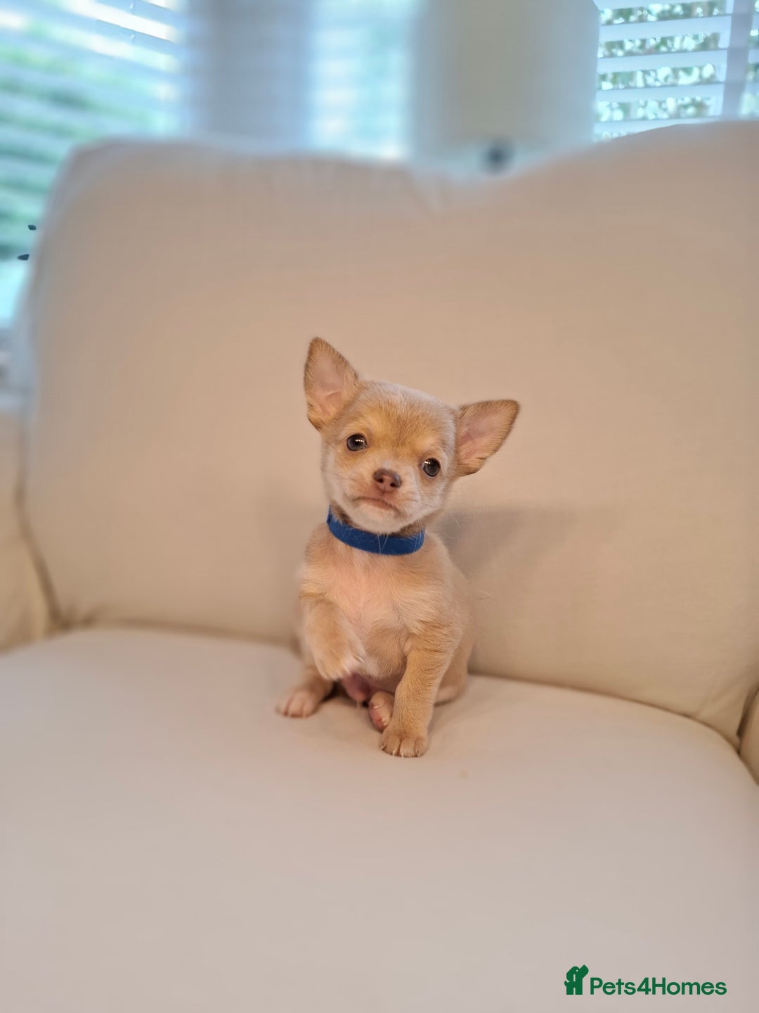 Chihuahua dogs for sale: Chihuahua puppies for sale - Image 15