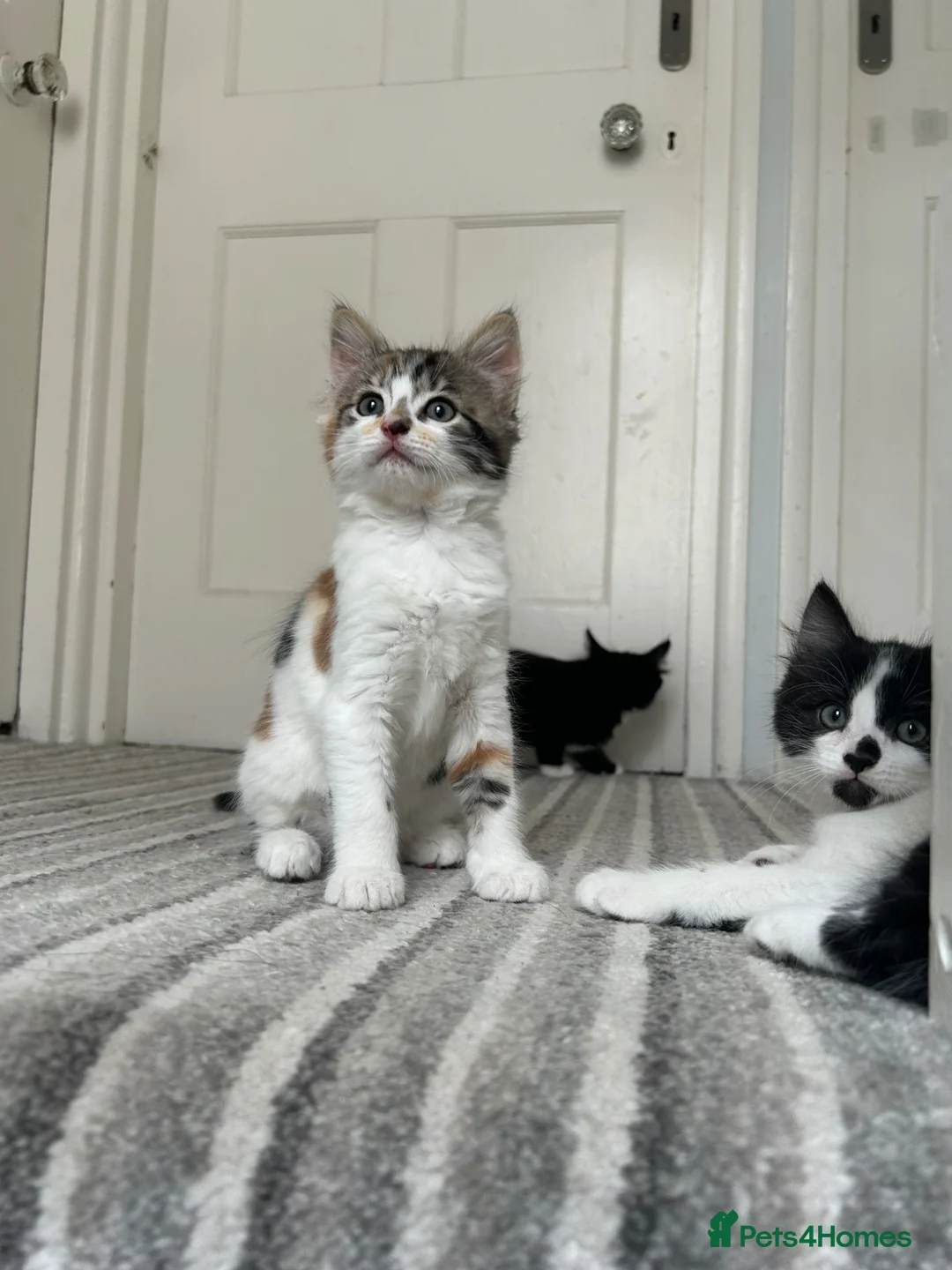Mixed Breed cats for sale: Three sweet fluffy kittens - Advert 2