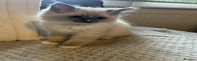 Ragdoll 4